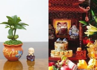 The Unexpected Bad Luck of Placing the Money Tree in This Location in Feng Shui