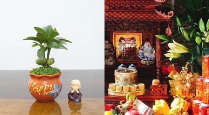 The Unexpected Bad Luck of Placing the Money Tree in This Location in Feng Shui
