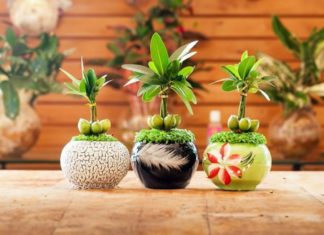 The Power of Lucky Plants: Inviting Wealth and Prosperity for the Lunar New Year.