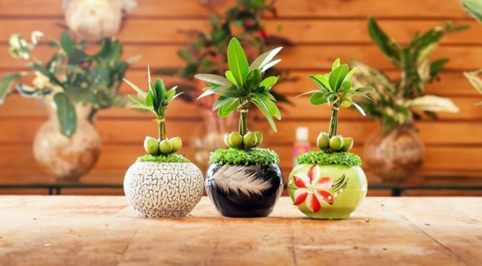 The Power of Lucky Plants: Inviting Wealth and Prosperity for the Lunar New Year.