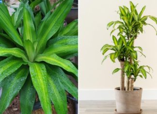 Mysterious Plant Craves This Secret Ingredient, Bury it in the Roots and Watch the Lush Greenery and Blooming Flowers Unfold