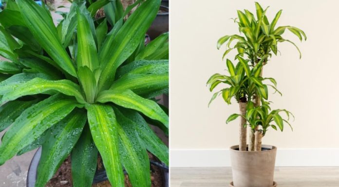 Mysterious Plant Craves This Secret Ingredient, Bury it in the Roots and Watch the Lush Greenery and Blooming Flowers Unfold