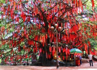 A 300-year-old Wish Tree at Suoi Tien Tourist Area beckons visitors