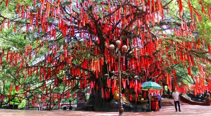 A 300-year-old Wish Tree at Suoi Tien Tourist Area beckons visitors