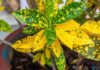How to Grow and Care for Gold and Silver Plants at Home: Meaning and Images