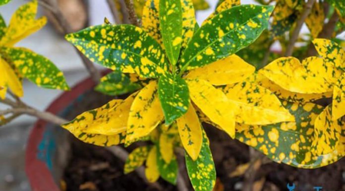 How to Grow and Care for Gold and Silver Plants at Home: Meaning and Images