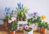 4 Miracle Waters for Houseplants: Water once a week to keep your leaves green, flowers blooming, and pots thriving.