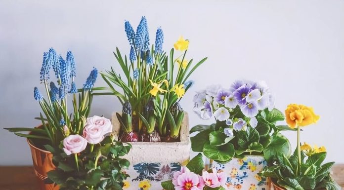 4 Miracle Waters for Houseplants: Water once a week to keep your leaves green, flowers blooming, and pots thriving.