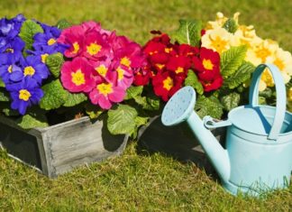 Solving 5 Major Planting Issues: Inserting Chopsticks into Flower Pots