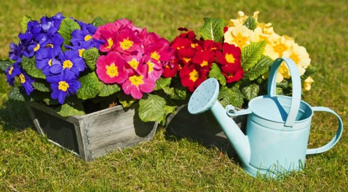 Solving 5 Major Planting Issues: Inserting Chopsticks into Flower Pots