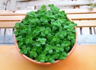 The Lucky Cat-Plant: Purify Your Space, Inviting Prosperity and Positive Vibes