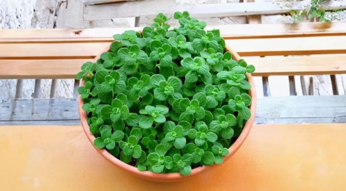 The Lucky Cat-Plant: Purify Your Space, Inviting Prosperity and Positive Vibes