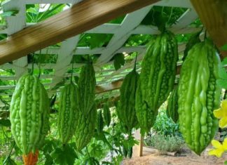 Simple Bitter Melon Leaf Remedies for Glowing Skin