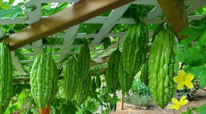 Simple Bitter Melon Leaf Remedies for Glowing Skin