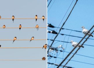 Why do birds sit on electric wires without getting shocked?
