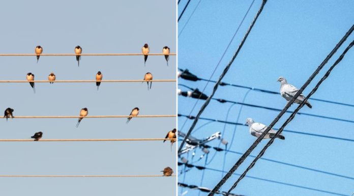 Why do birds sit on electric wires without getting shocked?