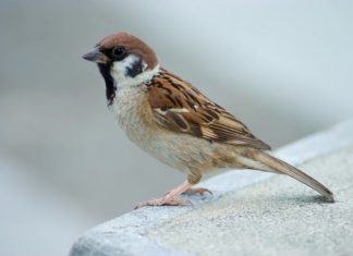 Ancestral Saying: ‘2 birds fly into the house, even without wealth, prosperity comes in the New Year’, don’t chase them away