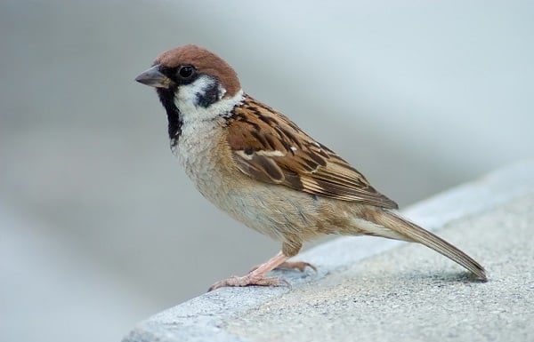 Ancestral Saying: ‘2 birds fly into the house, even without wealth, prosperity comes in the New Year’, don’t chase them away