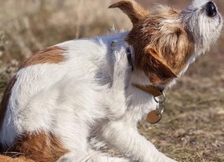 Avoiding and Resolving Hair Loss in Dogs: Understand the Causes and Find Solutions