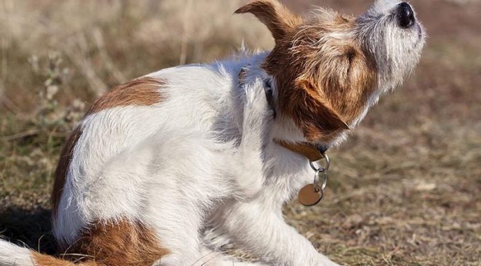 Avoiding and Resolving Hair Loss in Dogs: Understand the Causes and Find Solutions