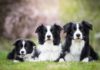 Investigating the Features, Maintenance, and Expense of Border Collie Breeds