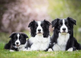 Investigating the Features, Maintenance, and Expense of Border Collie Breeds