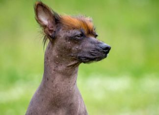 Uncovering the History and Details of the Peruvian Dog: Facts on Origins, Characteristics, Care, and Pricing