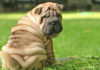 The True Cost of Owning a Shar Pei: A Guide to Care and Maintenance for This Distinctive Dog Breed