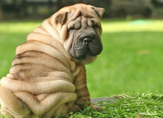 The True Cost of Owning a Shar Pei: A Guide to Care and Maintenance for This Distinctive Dog Breed