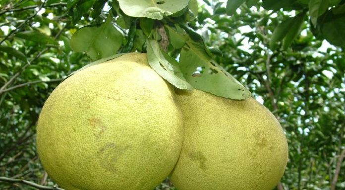 Easy Steps for Picking Delicious Grapefruit, Oranges, and Tangerines