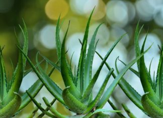 Effective Treatment of Folliculitis with Aloe Vera in One Application