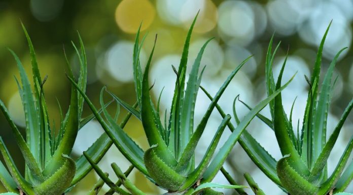 Effective Treatment of Folliculitis with Aloe Vera in One Application