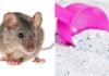 Effective Ways to Eliminate Cockroaches and Mice Using Laundry Detergent