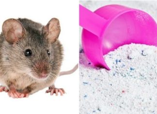 Effective Ways to Eliminate Cockroaches and Mice Using Laundry Detergent