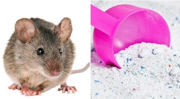 Effective Ways to Eliminate Cockroaches and Mice Using Laundry Detergent