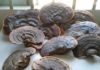 Storing Ganoderma Mushrooms: 4 Preservation Methods to Consider – Should You Put Them in the Refrigerator?