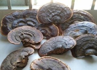 Storing Ganoderma Mushrooms: 4 Preservation Methods to Consider – Should You Put Them in the Refrigerator?