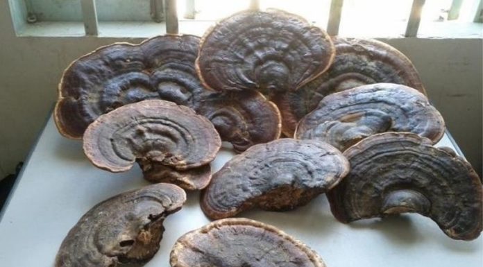 Storing Ganoderma Mushrooms: 4 Preservation Methods to Consider – Should You Put Them in the Refrigerator?