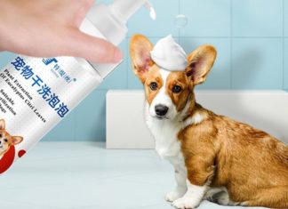 Step-by-Step Guide to Drying Bathe Your Dog