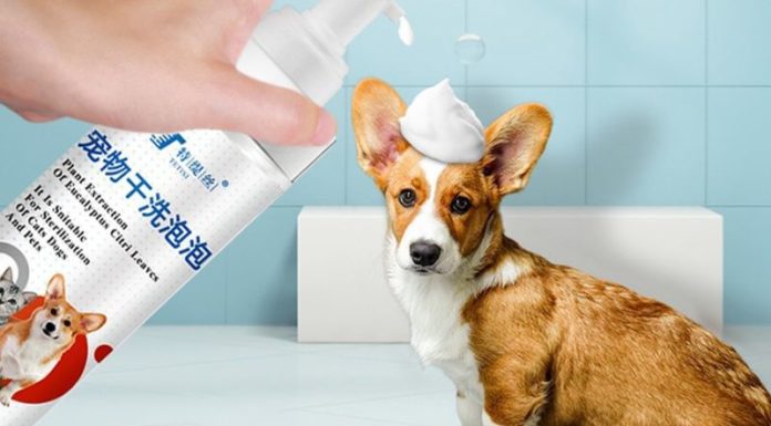 Step-by-Step Guide to Drying Bathe Your Dog