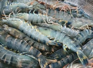 Revealing the Detailed Structure of the Shrimp Body: How Many Parts Does it Have?