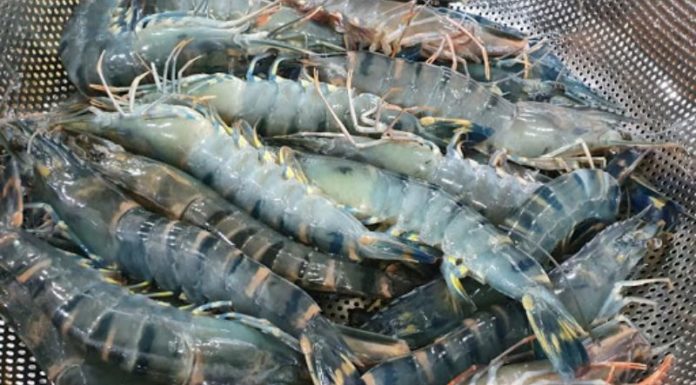 Revealing the Detailed Structure of the Shrimp Body: How Many Parts Does it Have?