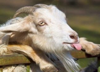 Celebrate Lunar New Year: 4 years of prosperity and abundance, with love and fortune.