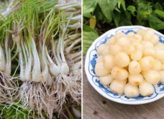 Why should you soak vegetables in ash before salting?