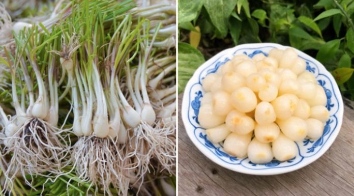 Why should you soak vegetables in ash before salting?