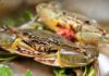 Avoid 6 Illnesses Associated with Eating Sea Crabs