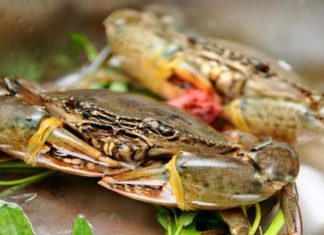 Avoid 6 Illnesses Associated with Eating Sea Crabs