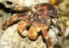 Surging Interest in Rare, Costly Crabs with “Massive” Claws