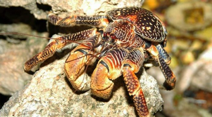 Surging Interest in Rare, Costly Crabs with “Massive” Claws