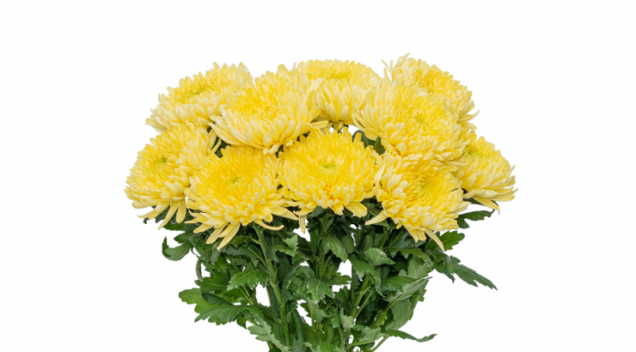 6 types of flowers to place on the altar of the God of Wealth on Tet holiday to attract luck and prosperity